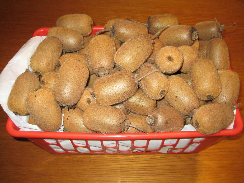 Kiwi harvest